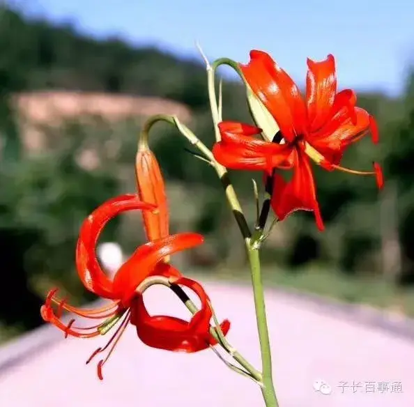 黎明