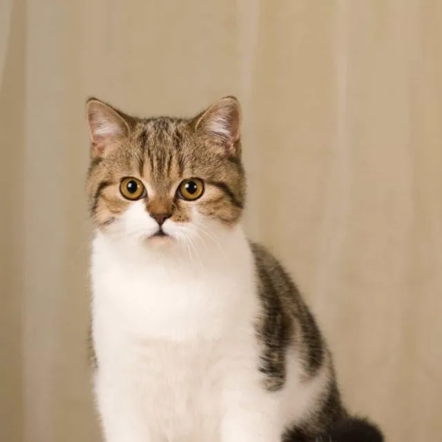 狗子