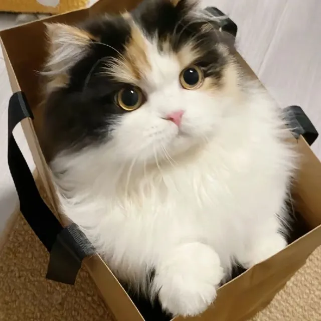 旧巷居猫